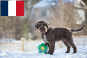 Read more about the article Lagotto Romagnolo criadores e cachorros em França