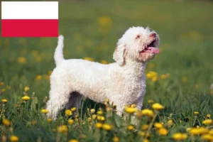 Read more about the article Lagotto Romagnolo criadores e cachorros na Polónia