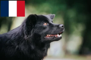 Read more about the article Criadores de Lapphund sueco e cachorros em França