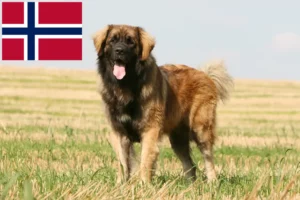 Read more about the article Criadores de Leonberger e cachorros na Noruega