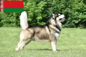 Read more about the article Criadores de Malamute do Alasca e cachorros na Bielorrússia