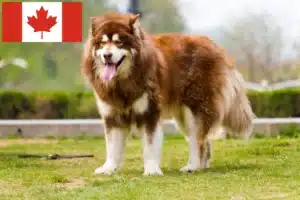 Read more about the article Criadores e cachorros de Malamute do Alasca no Canadá