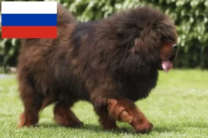 Read more about the article Criadores de Mastim Tibetano e cachorros na Rússia