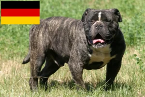 Read more about the article Criadores de Olde English Bulldog e cachorros na Alemanha