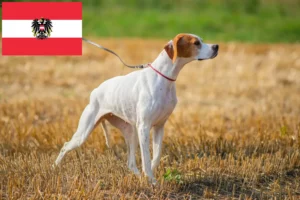 Read more about the article Criadores e cachorros de Pointer Inglês na Áustria