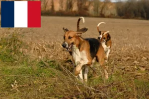 Read more about the article Criadores de Poitevin e cachorros em França