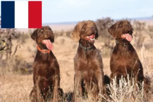 Read more about the article Criadores de Pudelpointer e cachorros em França