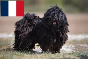 Read more about the article Criadores de Puli e cachorros em França