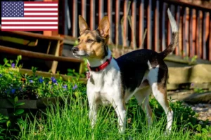 Read more about the article Criadores de Rat Terrier e cachorros nos EUA