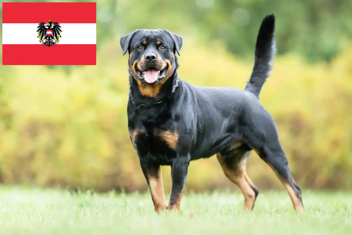 Read more about the article Criadores de Rottweiler e cachorros na Áustria