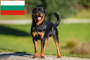 Read more about the article Criadores de Rottweiler e cachorros na Bulgária