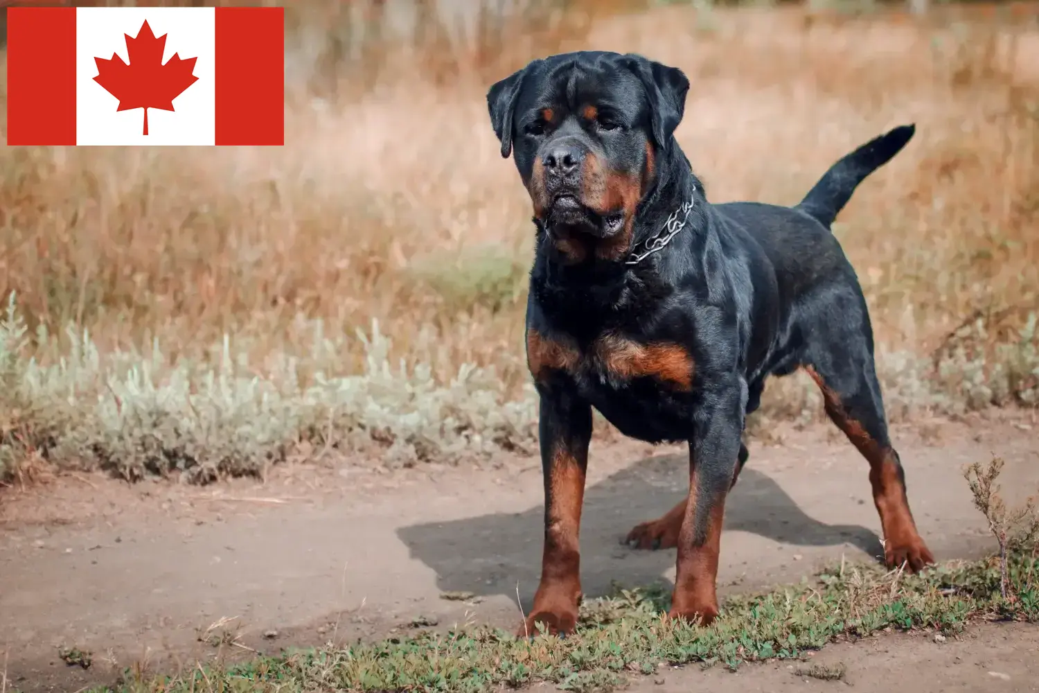 Read more about the article Criadores de Rottweiler e cachorros no Canadá