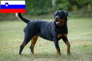 Read more about the article Criadores de Rottweiler e cachorros na Eslovénia