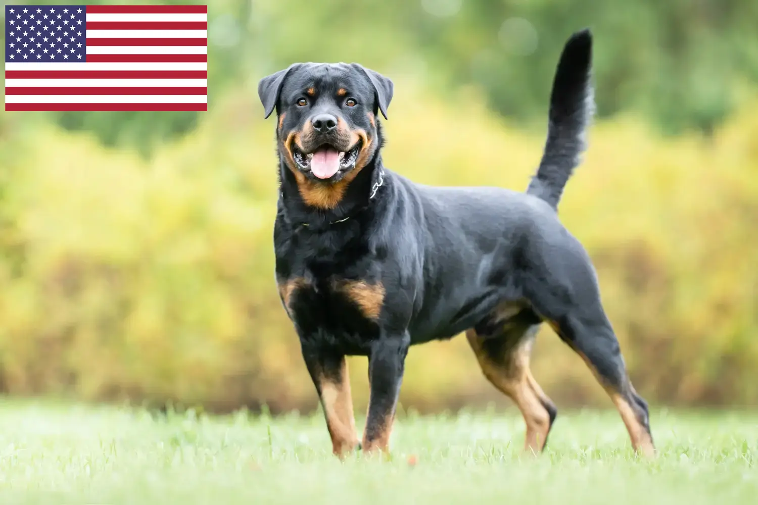 Read more about the article Criadores de Rottweiler e cachorros nos EUA