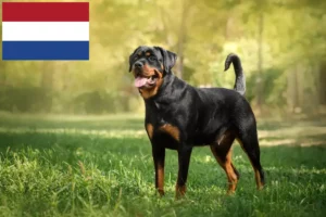 Read more about the article Criadores de Rottweiler e cachorros nos Países Baixos