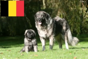 Read more about the article Šarplaninac criadores e cachorros na Bélgica