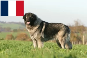 Read more about the article Šarplaninac criadores e cachorros em França