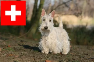 Read more about the article Criadores de Scottish Terrier e cachorros na Suíça