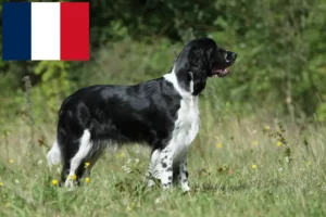 Read more about the article Criadores e cachorros de Springer Spaniel Inglês em França