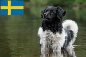 Read more about the article Criadores de Stabij e cachorros na Suécia