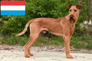 Read more about the article Criadores de Irish Terrier e cachorros no Luxemburgo