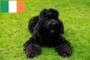 Read more about the article Criador de Russian Black Terrier e cachorros na Irlanda