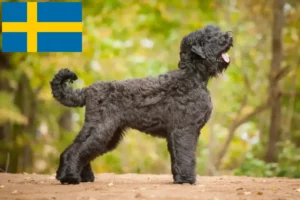 Read more about the article Criador de Russian Black Terrier e cachorros na Suécia