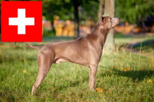 Read more about the article Criadores de Thai Ridgeback e cachorros na Suíça