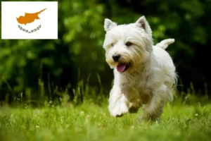 Read more about the article Criadores de Westie e cachorros em Chipre