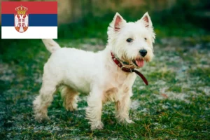 Read more about the article Criadores de Westie e cachorros na Sérvia