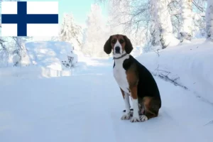 Read more about the article Criadores de cães de caça finlandeses e cachorros na Finlândia