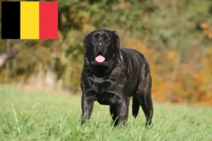 Read more about the article Criadores de Mastim e cachorros na Bélgica