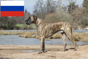 Read more about the article Criadores de Dogue Alemão e cachorros na Rússia