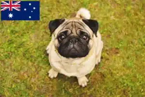 Read more about the article Criadores de pug e cachorros na Austrália