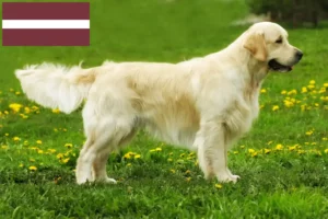 Read more about the article Criadores de Golden Retriever e cachorros na Letónia