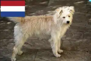 Read more about the article Hollandse Smoushond criadores e cachorros nos Países Baixos