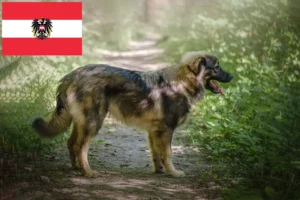 Read more about the article Criadores de Karst Sheepdog e cachorros na Áustria