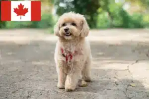 Read more about the article Criadores de Maltipoo e cachorros no Canadá