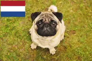 Read more about the article Criadores de pug e cachorros nos Países Baixos