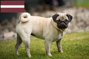 Read more about the article Criadores de pug e cachorros na Letónia