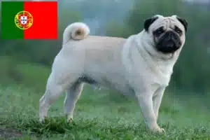 Read more about the article Criadores de pug e cachorros em Portugal