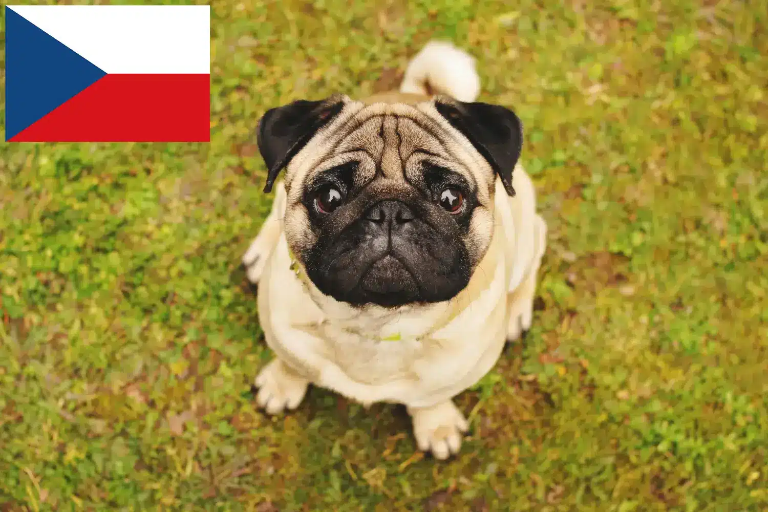 Read more about the article Criadores de pug e cachorros na República Checa