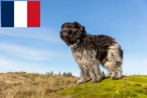 Read more about the article Criadores de Schapendoes e cachorros em França