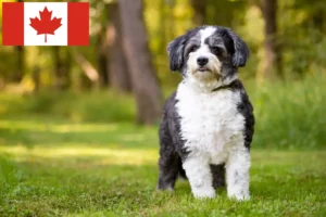 Read more about the article Criadores de Shih-Poo e cachorros no Canadá