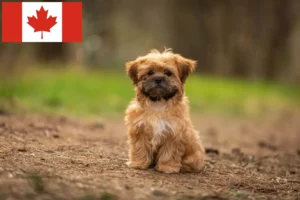 Read more about the article Criadores de Shorkie e cachorros no Canadá