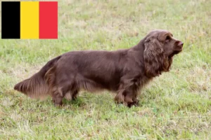 Read more about the article Criadores de Sussex Spaniel e cachorros na Bélgica