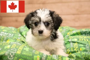 Read more about the article Yorkipoo criadores e cachorros no Canadá