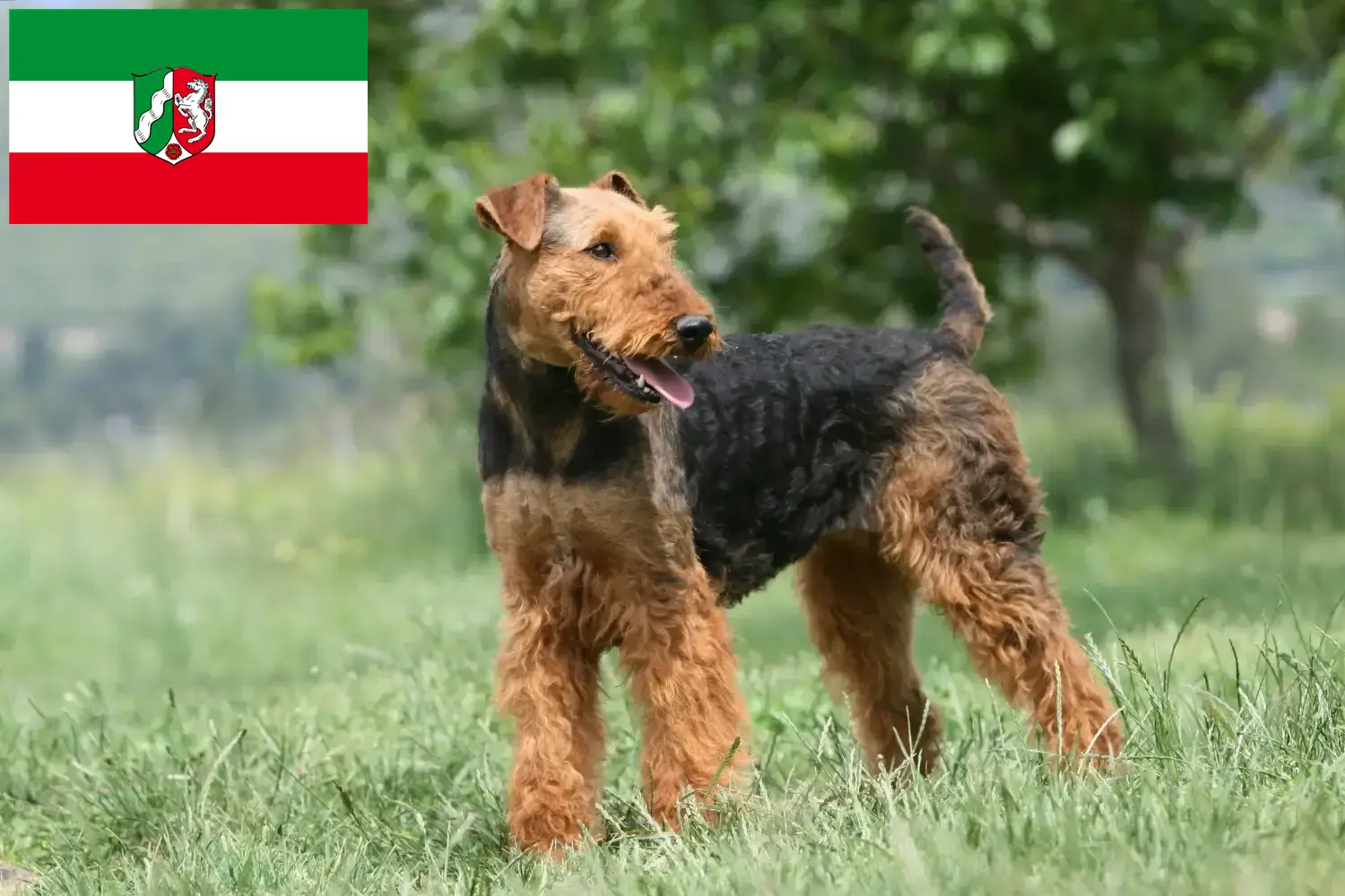 Read more about the article Criadores de Airedale Terrier e cachorros em Renânia do Norte-Vestefália