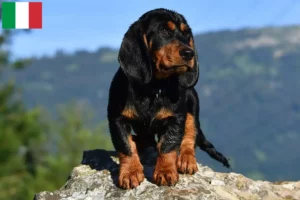 Read more about the article Criadores de Dachsbracke alpino e cachorros em Itália