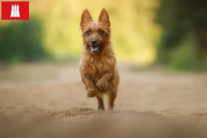 Read more about the article Criadores de Australian Terrier e cachorros em Hamburgo